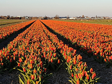 First tulipfields are blooming!